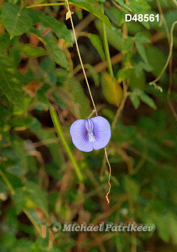Coastal Butterfly-Pea (Centrosema virginianum)